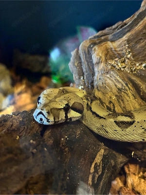 1.0 Anery 1 66% DH Albino Boa Constrictor 