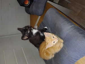 Baby Katzen zu verkaufen für 350 Euro