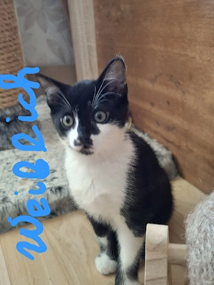 Kleine süße Kitten suchen ein liebevolles Zuhause