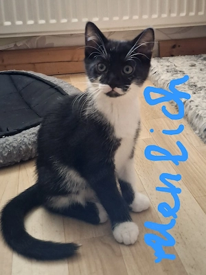 Kleine süsse kitte suchen ein liebevolles Zuhause