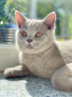 4 lilac BKH Britisch Kurzhaar Kitten Kätzchen