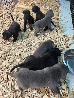 Reinrassige Cane Corso Welpen FCI  IKU  Bild 5