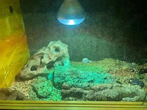 Bartagam + Terrarium 