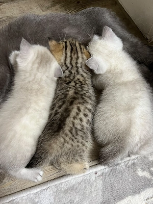 Katzen zu verkaufen