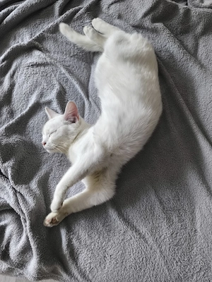 Wundervolles Katzenmädchen 