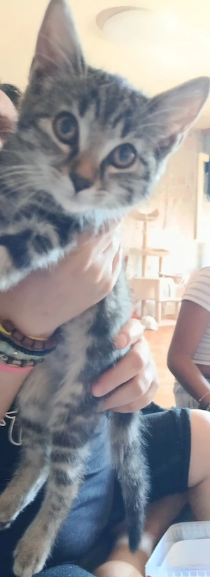 babykatzen misschling 