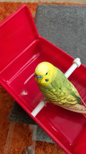 Sehr schöner handzahmer Wellensittich Hahn