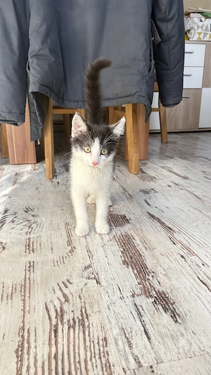 Kleiner Kater sucht ZuHause