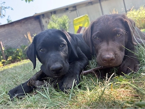 Labrador Mix Welpen