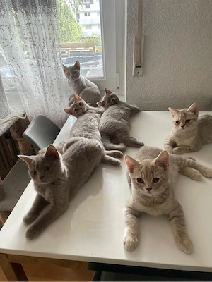 Britischkurzhaar kitten Abgabe bereit 