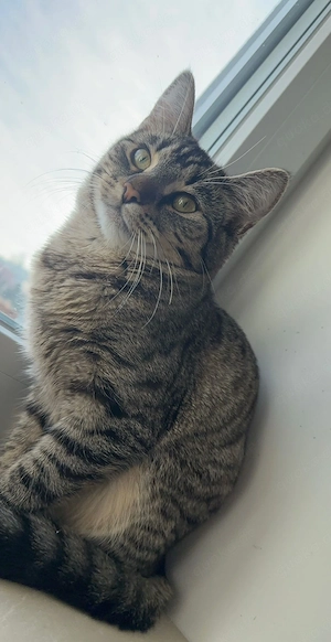 Katze 2 Jahre sucht ZuHause