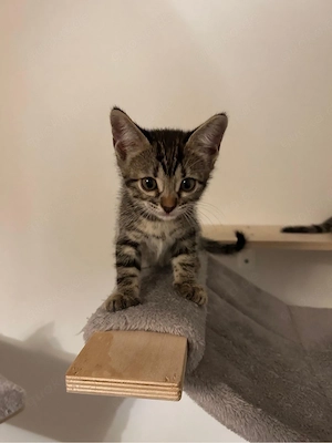 abholbereit 4 wunderschöne gefleckte Kätzchen   2 Kater & 2 Katzen