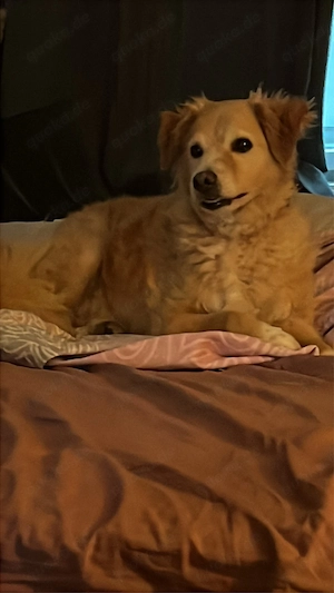 Golden Retriever Mischling