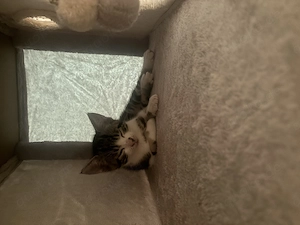 3 süße Katerchen suchen ihr für immer Zuhause 