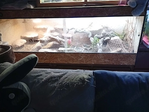 Bartagamen mit Terrarium zu Verkaufen 