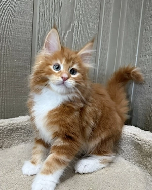 Hervorragende Maine-Coon-Kätzchen in Standardgröße