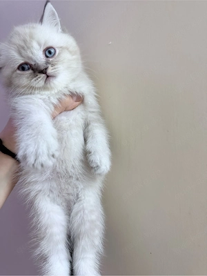 Baby katzen BKH