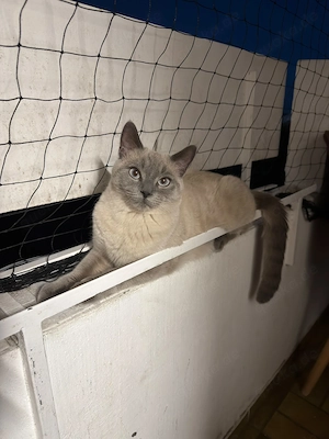 Siam Ragdoll kitten sucht liebevolles Zuhause mit Katzenklo und Katzen Transportbox