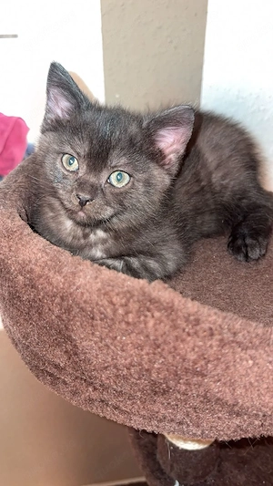    Zwei süße Katerchen suchen ihr Zuhause