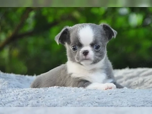 Chihuahua Welpen 