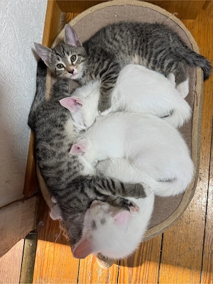 Baby Kitten 