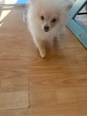 Mini Pomeranian Zwergspitz Hündin 