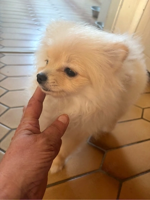 Mini Pomeranian Zwergspitz Hündin 