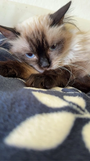 Siamkatze Toffey (2,5 jahre) sucht ein neues Zuhause 