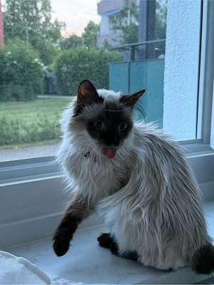 siamkatze zu verkaufen 