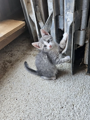Kitten, Kätzchen, Bauernhofkatzen