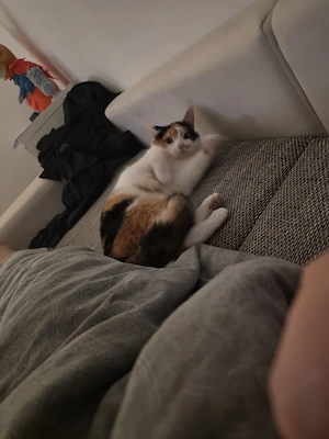 Katzendame abzugeben  Bild 2