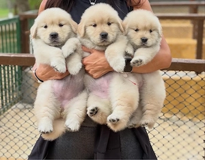 Golden Retriever welpen