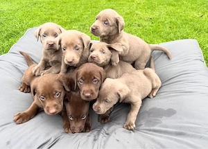 Labrador Retriever Welpen