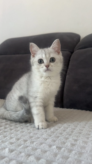 BKH Kitten zu verkaufen 