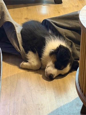 2 süße Australian Shepherd Welpen suchen Abenteuer 