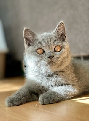 Vier BKH Britisch Kurzhaar Kitten Blue u. Lilac