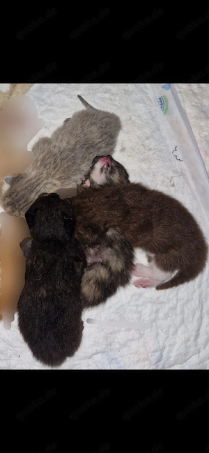 4 süße bkh ragdoll mix kitten suchen ab sofort