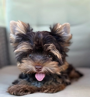 biro und schocko-tan yorkshire terrier Rüden Abgabereit 