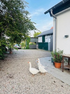 Offenstall für Tiere zu verpachten