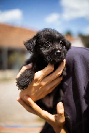 Terriermix Chilli sucht ihr Zuhause 