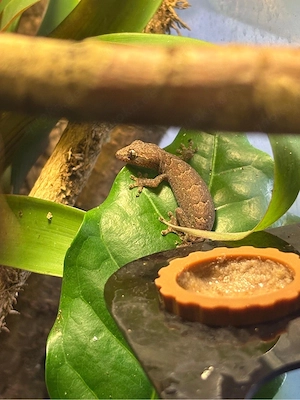 Jungferngecko   Trauergecko (Lepidodactylus lugubris)