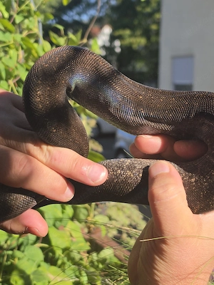 eclipse Boa Leopard Motley head