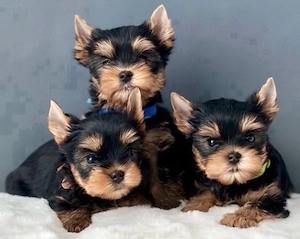 Sup Yorkshire terrier mini welpen