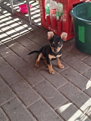 Chihuahua - Rehapinscher welpen