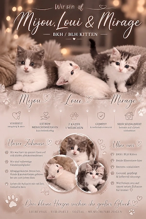 Wunderschöne Bkh Blh Kitten