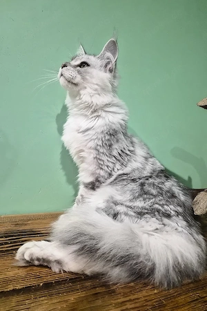 Hallo, ich bin Ody, ein 5 Monate altes Maine-Coon-Mädchen mit einem wunderschönen, fließenden schwar