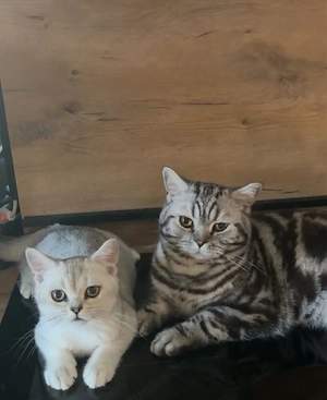 BKH Kater ist noch frei.(4 Monate alt)