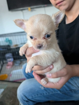 Chihuahua-Welpe 