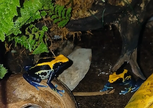 Dendrobates tinctorius brasilianer 