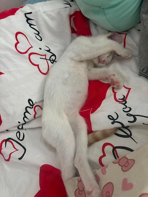 Fussel - Katzenwelpe sucht liebe Menschen Bild 5